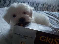 Maltese toy