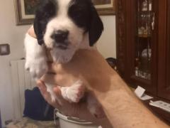 Springer Spaniel Inglese