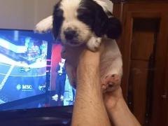 Springer Spaniel Inglese