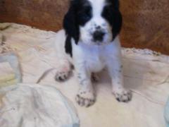Springer Spaniel Inglese