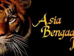 Gattini bengala brown