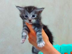 Maine Coon
