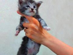 Maine Coon