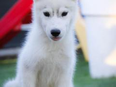 Siberian husky pedigree enci