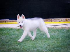 Siberian husky pedigree enci
