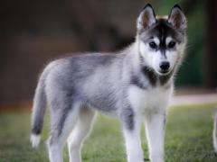 Siberian husky pedigree enci