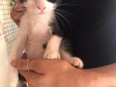 Gattini