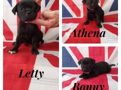 Cuccioli di Staffordshire Bull Terrier