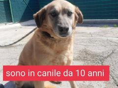 11 ANNI TAGLIA MEDIA
