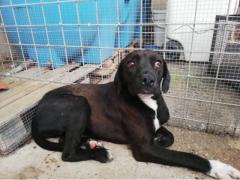 CUCCIOLA SIMIL CANE CORSO 8/9 MESI