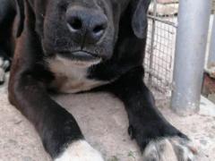 CUCCIOLA SIMIL CANE CORSO 8/9 MESI