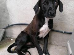 CUCCIOLA SIMIL CANE CORSO 8/9 MESI