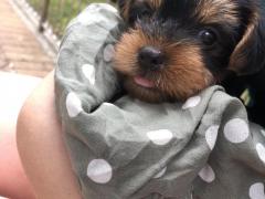 Yorkshire cucciolo maschio taglia piccola