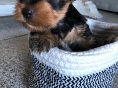 Yorkshire cucciolo maschio taglia piccola
