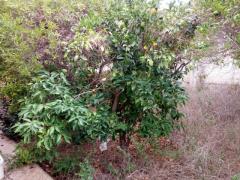 CASA INDIP DI 110 MQ +100MQ DI TERRENO