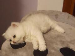 Gatto persiano chinchilla