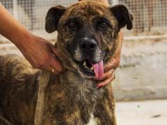 BALU’ 6 ANNI TAGLIA MEDIA