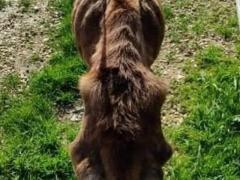 BALU’ 6 ANNI TAGLIA MEDIA