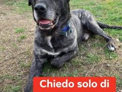 KIMBO 8 ANNI SIMIL CANE CORSO