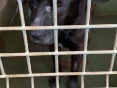ASTON PITBULL 2/3 ANNI PIANGE  NON VUOLE STARE IN BOX