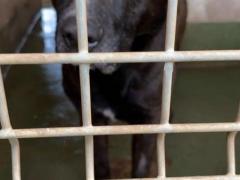 ASTON PITBULL 2/3 ANNI PIANGE  NON VUOLE STARE IN BOX