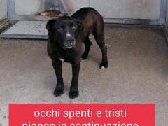 ASTON PITBULL 2/3 ANNI PIANGE  NON VUOLE STARE IN BOX