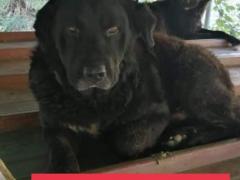 OLIVER SIMIL LABRADOR MASCHIO 11 ANNI IN CANILE