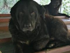 OLIVER SIMIL LABRADOR MASCHIO 11 ANNI IN CANILE