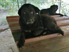 OLIVER SIMIL LABRADOR MASCHIO 11 ANNI IN CANILE