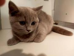 Gattina lillac british shorthair
