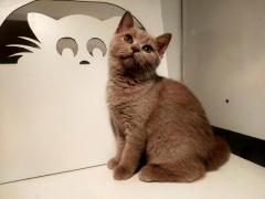 Gattina lillac british shorthair