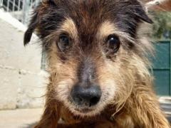 DANNY 13 ANNI MASCHIO TAGLIA PICCOLA 7 KG