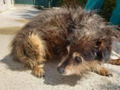 DANNY 13 ANNI MASCHIO TAGLIA PICCOLA 7 KG