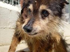 DANNY 13 ANNI MASCHIO TAGLIA PICCOLA 7 KG