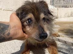 DANNY 13 ANNI MASCHIO TAGLIA PICCOLA 7 KG