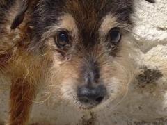 DANNY 13 ANNI MASCHIO TAGLIA PICCOLA 7 KG