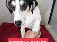 STELLINA 6 ANNI 18/20 KG