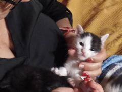 4 MICETTI ORFANI ALLEVATI CON BIBERON CERCANO FAMIGLIA ADOTTIVA