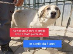 BERNIE 10 ANNI MASCHIO TAGLIA MEDIA SUI 23 KG NATO NEL 2012