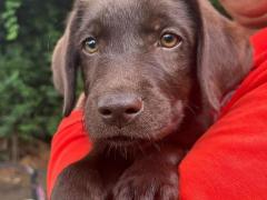 Cuccioli labrador retriever cioccolato