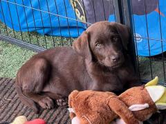 Cuccioli labrador retriever cioccolato