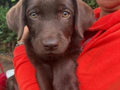 Cuccioli labrador retriever cioccolato