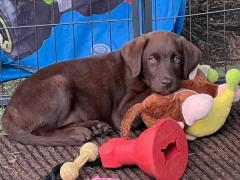 Cuccioli labrador retriever cioccolato