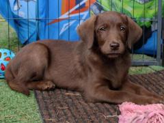 Cuccioli labrador retriever cioccolato