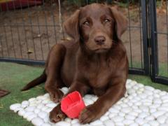 Cuccioli labrador retriever cioccolato