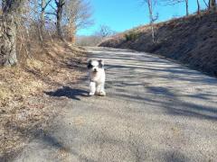 Romanian mioritic sheperd dog