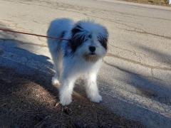 Romanian mioritic sheperd dog