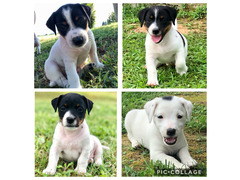 Cuccioli di Jack Russell Terrier