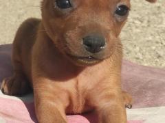 Cucciolo Pinscher rosso cervo