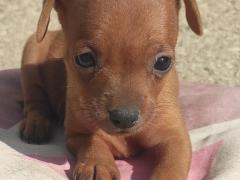 Cucciolo Pinscher rosso cervo